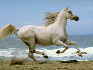     

:	Arabian horse.jpg‏
:	146
:	50.2 
:	588
